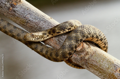 Non venomous Dice snake