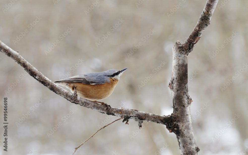 Nuthatch leaned towards the branch... Nuthatch leaned towards the branch...