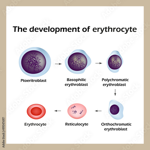 The development of red blood cells. Infographics. Vector illustration