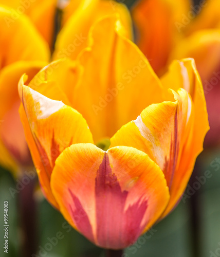 Red yellow tulips macro - Willem van Oranje - Pako