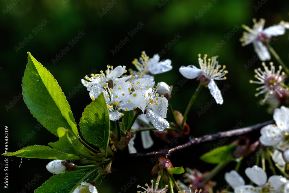 The blossoming cherry in a spring garden.