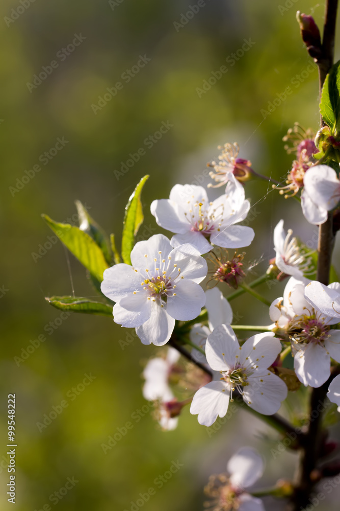 The blossoming cherry in a spring garden.