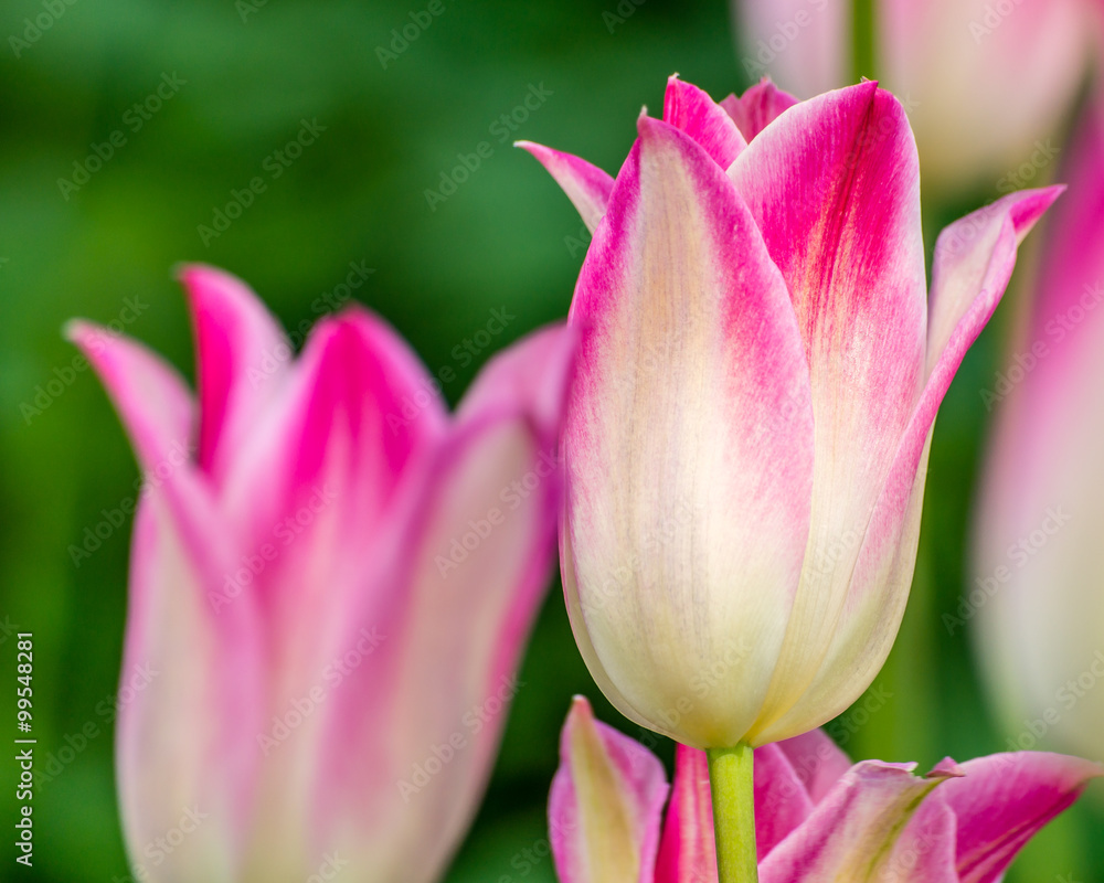 Pink triumph tulips macro - Del Piero - Candy Club Pink triumph tulips macro - Del Piero - Candy Club