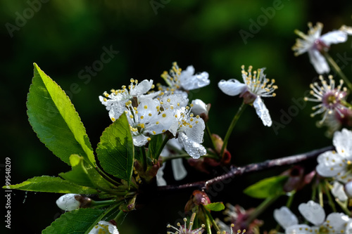 Obraz na płótnie The blossoming cherry in a spring garden. w salonie