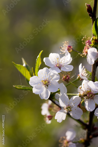 Obraz na płótnie The blossoming cherry in a spring garden. w salonie