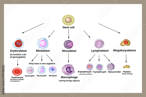 Stem cell. The development of red blood cells, leukocytes, macrophages, lymphocytes  and platelets. Infographics. 