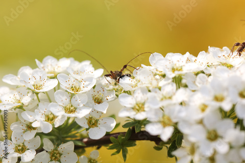 Obraz na płótnie Blooming spirea in a spring garden. w salonie