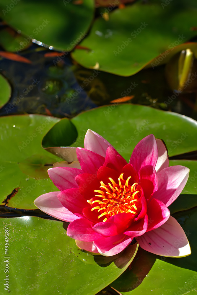 The blossoming red water lililiya in a spring pond.