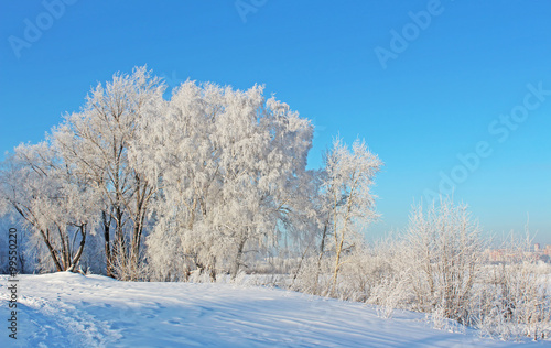 Frozen trees on a sunny day