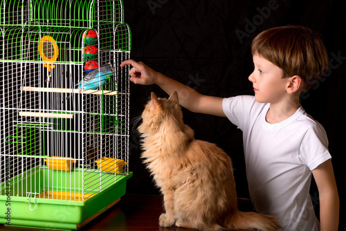 Fotografía Boy and a cat looking at the wavy parrot.