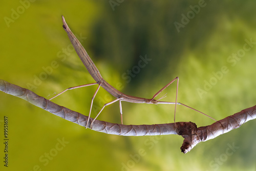 Stick insect on the branch