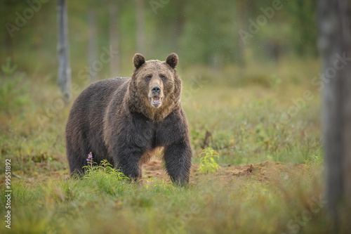 Big brown bear in Northern Europe