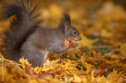 European red squirrel in fall colours