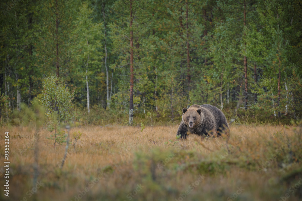 Large male brown bear in Finland