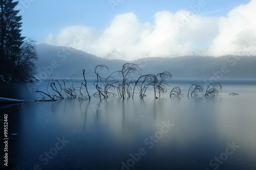 Eingefrorener Baum im See photo