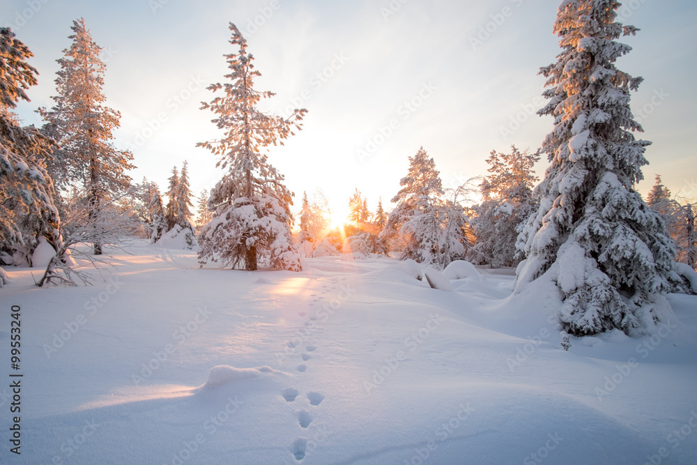 Naklejka premium Hare footprint on snow. Sunrise in winter scenery.