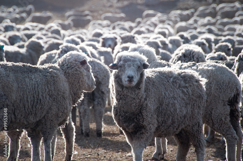 Fotografie, Obraz That is a lot of sheeps, Tierra del Fuego, Argentina