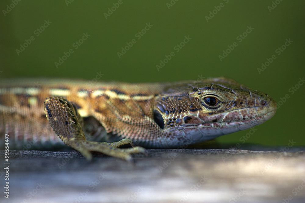 Fototapeta premium Eidechse