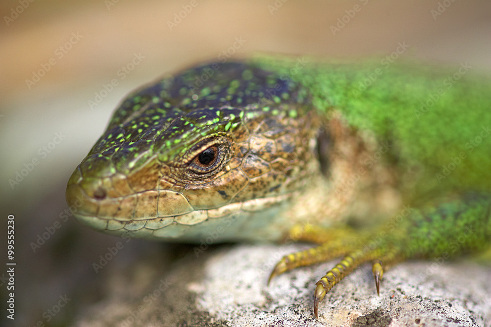 Naklejka premium Eidechse