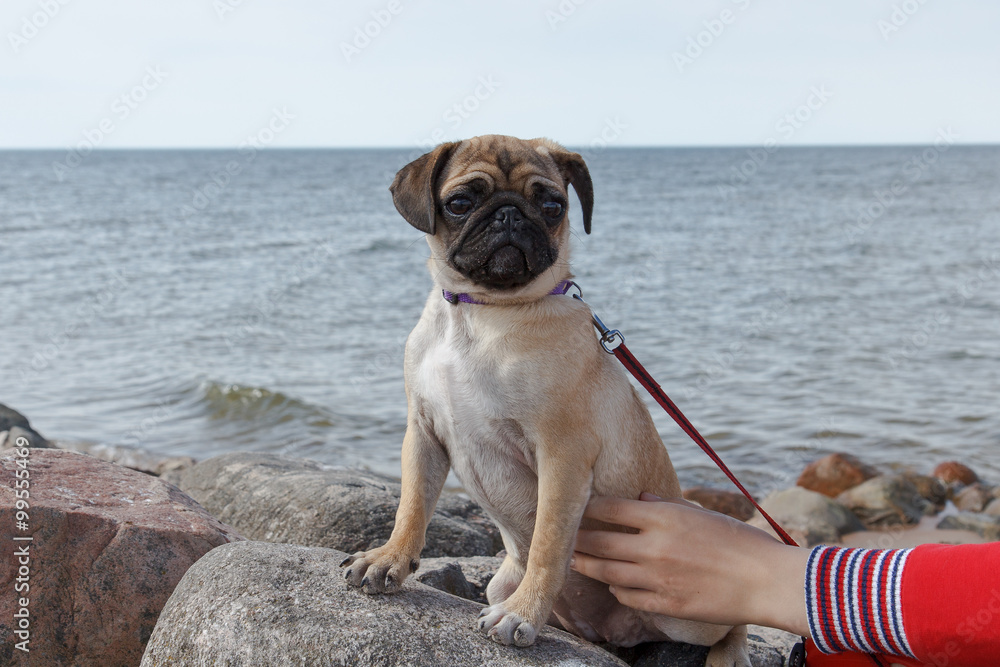Pug by the sea