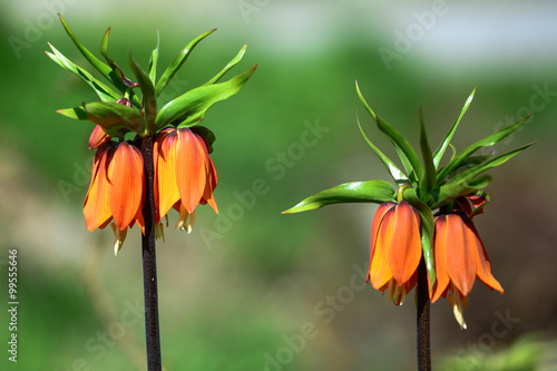 Fototapeta Naklejka Na Ścianę i Meble -  kırmızı ters laleler