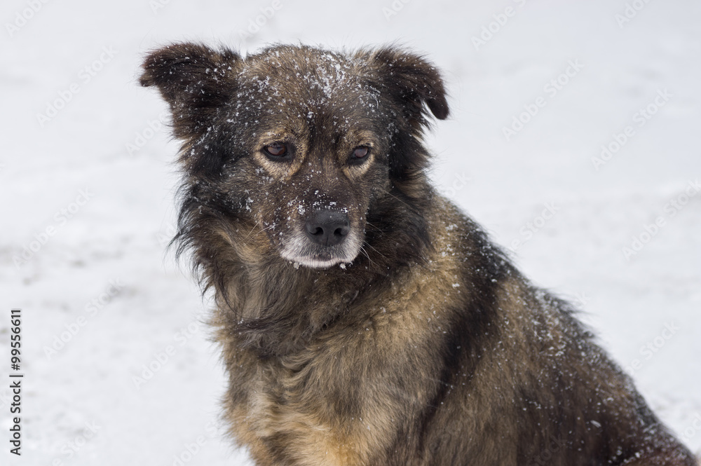 Naklejka premium Outdoor portrait of cute mixed-breed dog winter season