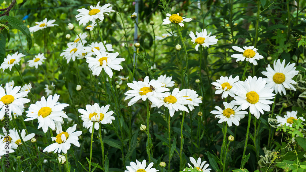 Fototapeta premium camomile flowers and bee