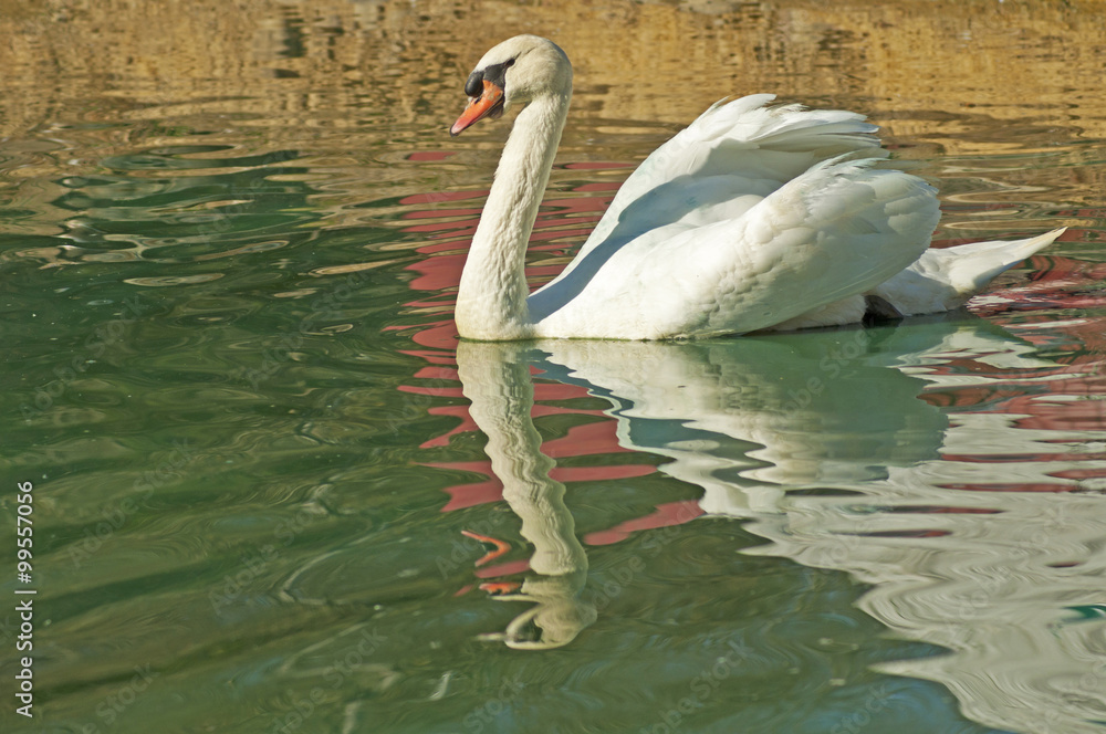 Fototapeta premium Close up white swan water reflections.