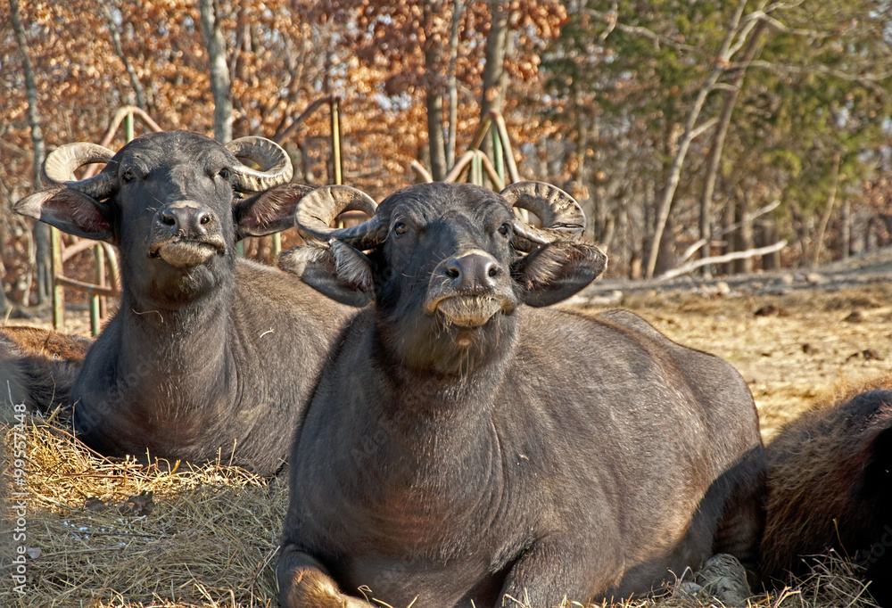 Obraz premium Two male Water Buffalo lie around in a bed of straw.