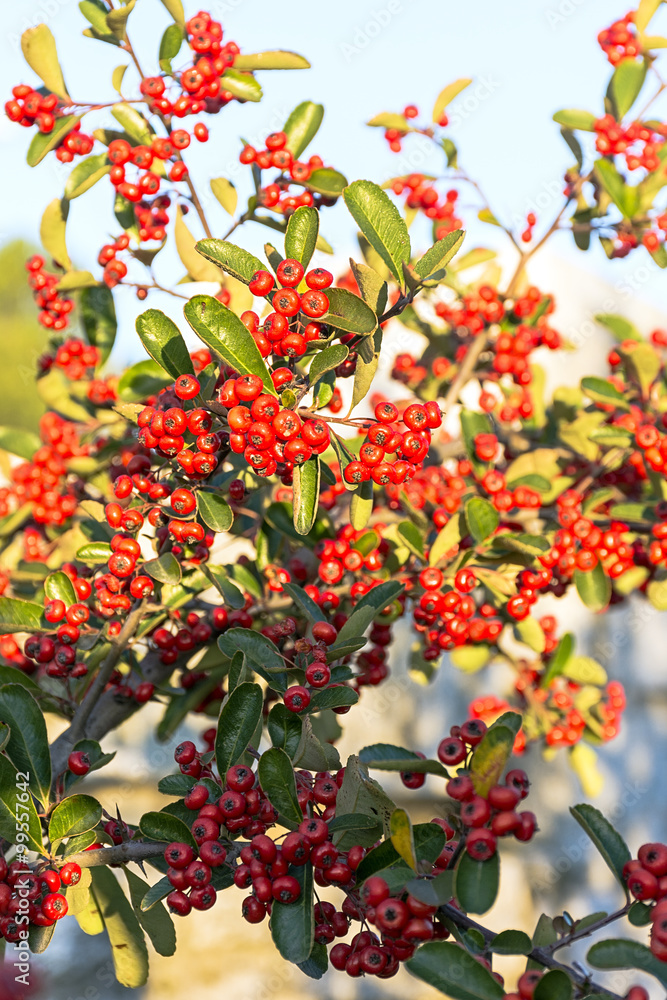 Obraz premium Planta de Bayas