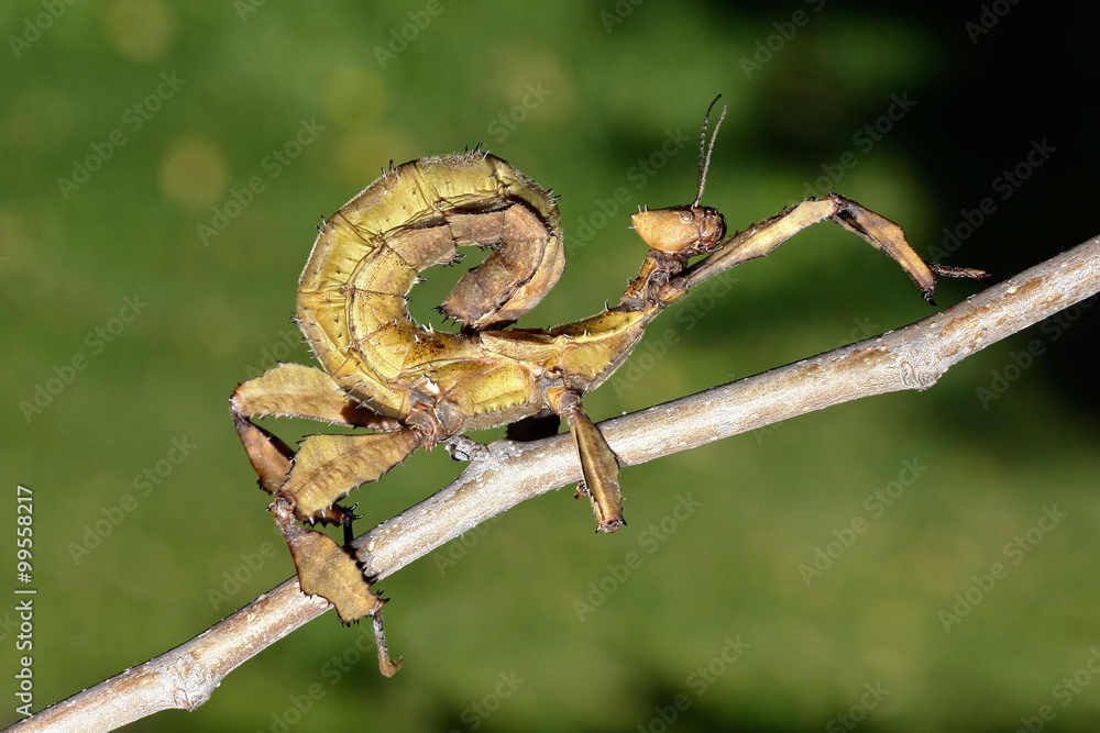 Giant prickly stick insect Stock Photo | Adobe Stock