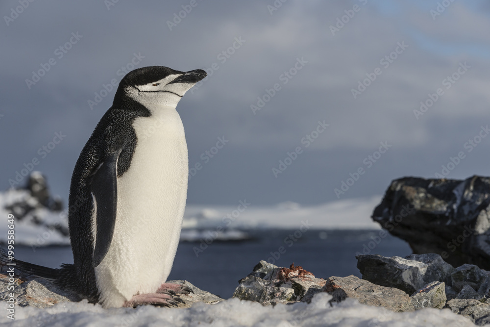 Naklejka premium Chinstrap Penguin