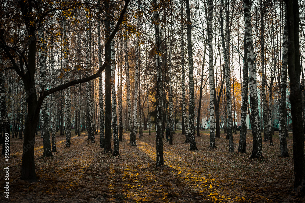 Obraz premium Birch Grove City