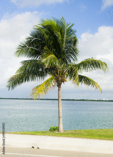 palm tree in Miami