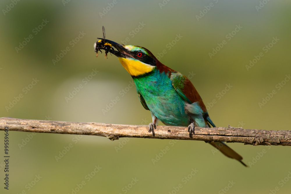 European bee eater with a bee in its beak