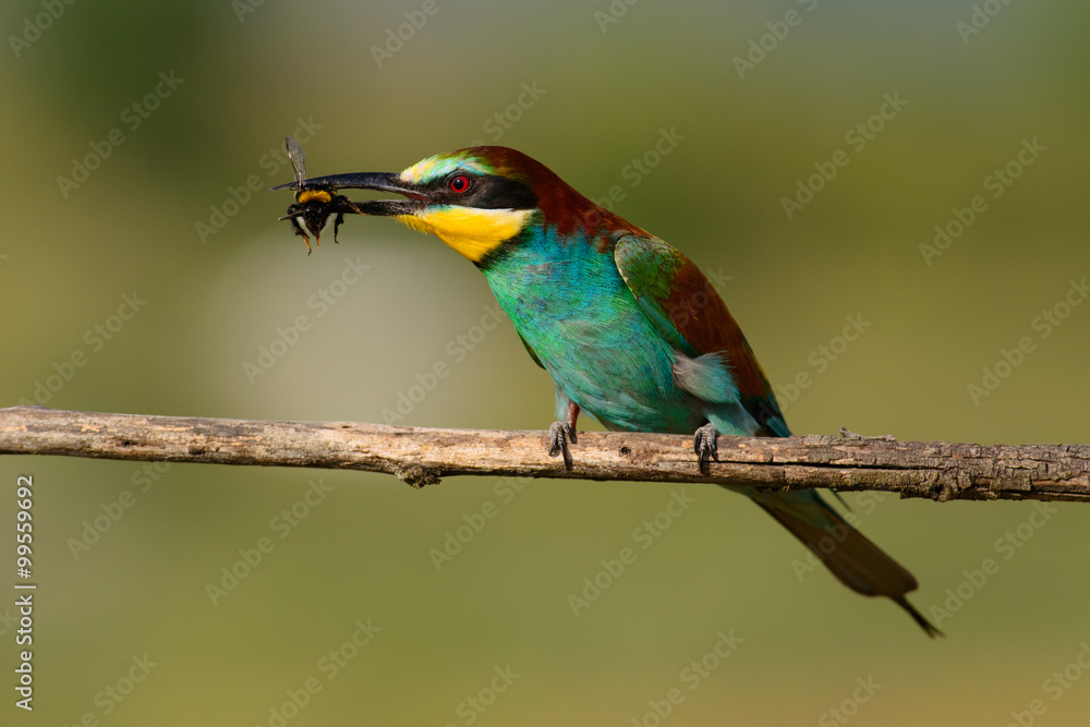 European bee eater with a bee in its beak