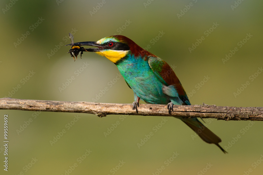 Obraz premium European bee eater with a bee in its beak