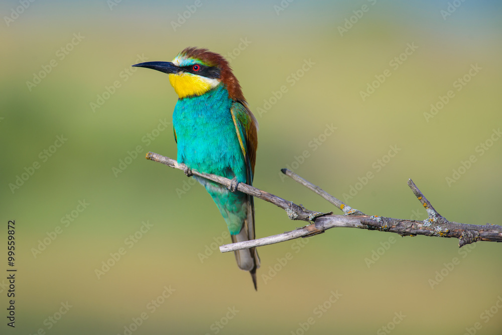 European bee-eater on a branch European bee-eater on a branch