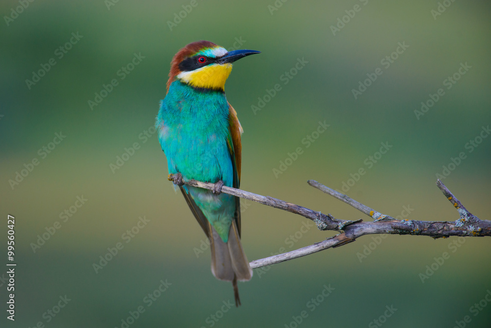 European bee-eater on a branch European bee-eater on a branch