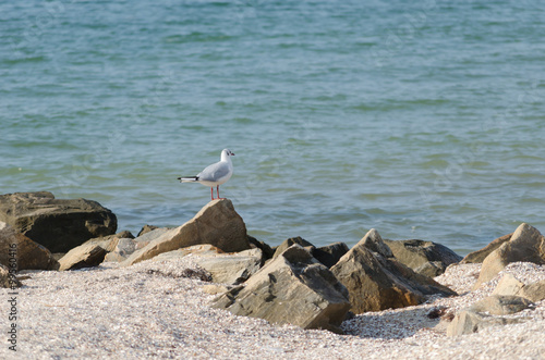 Stones on the bank of the sea of Azov