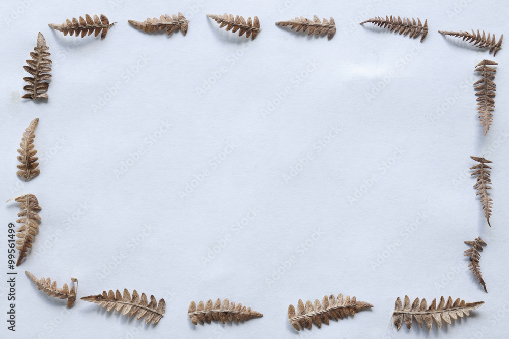 Obraz premium fern frame