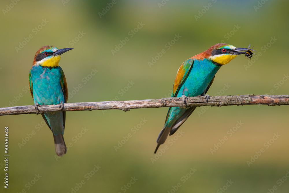 Obraz premium two bee-eaters sitting on a branch
