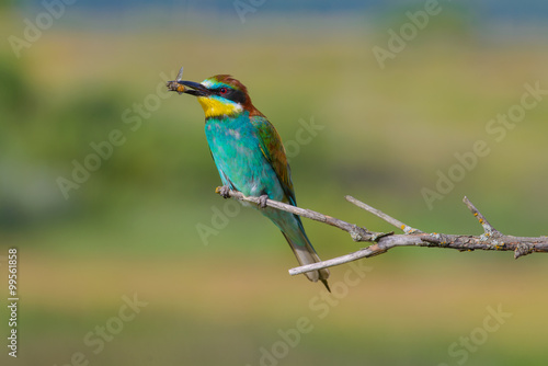 European bee-eater on a branch © Aleksei Zakharov