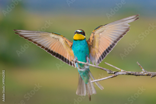 European bee-eater with wings outstretched © Aleksei Zakharov