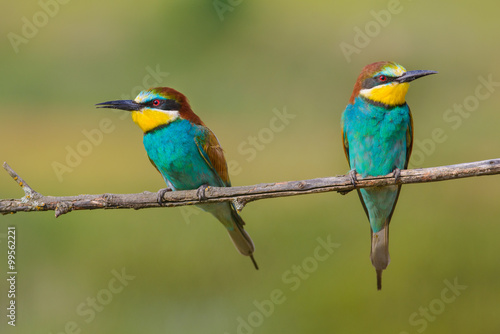 two bee-eaters sitting on a branch