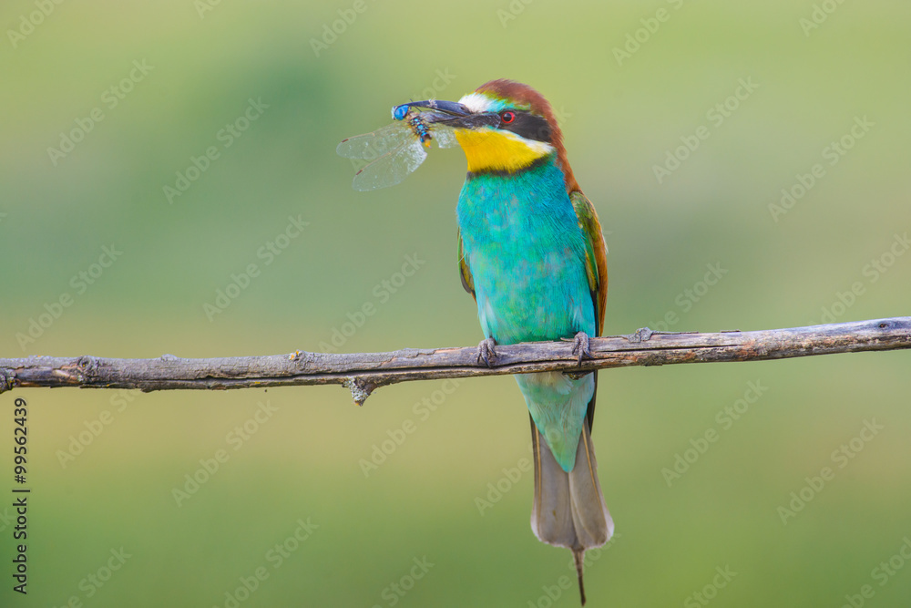 Fototapeta premium European bee-eater on a branch