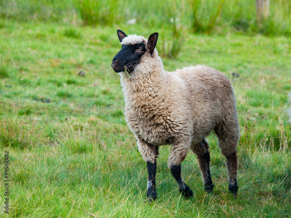 Naklejka premium Black-faced Suffolk sheep on pasture