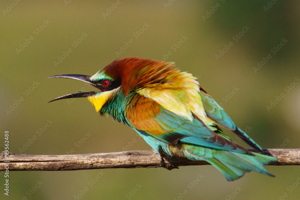 Obraz premium European bee-eater on a branch