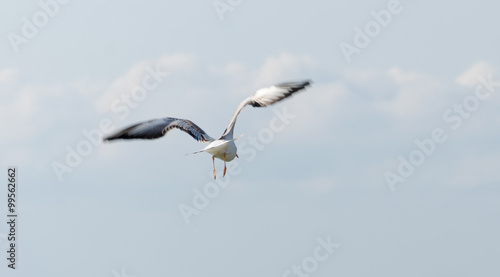 White seagulls flying over the sea waves and stones © parovysh