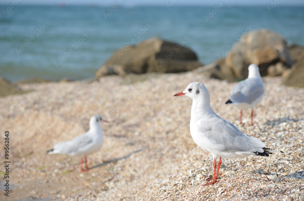 White seagull walking on the shelly seashore White seagull walking on the shelly seashore